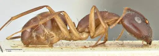 Camponotus guttatus specimen FOCOL2381 image focol2381_4