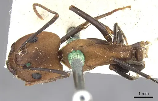Camponotus habereri specimen CASENT0903573 image casent0903573_1