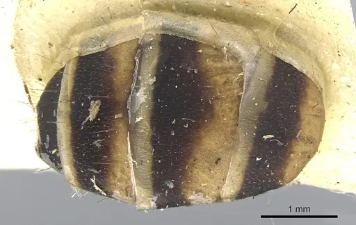 Camponotus habereri specimen CASENT0903573 image casent0903573_2