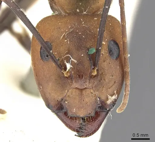 Camponotus habereri specimen CASENT0903573 image casent0903573_3