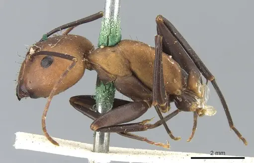 Camponotus habereri specimen CASENT0903573 image casent0903573_4