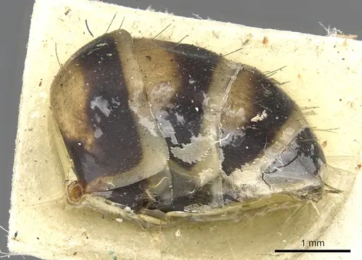 Camponotus habereri specimen CASENT0903573 image casent0903573_5