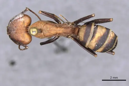 Camponotus habereri specimen CASENT0910142 image casent0910142_1