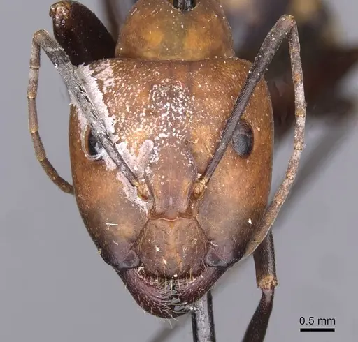 Camponotus habereri specimen CASENT0910142 image casent0910142_2