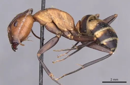 Camponotus habereri specimen CASENT0910142 image casent0910142_3