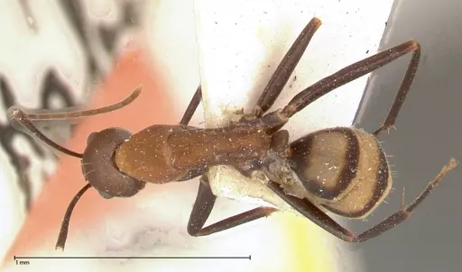 Camponotus habereri specimen FOCOL0559 image focol0559_1