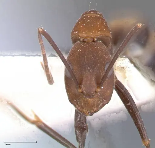 Camponotus habereri specimen FOCOL0559 image focol0559_2