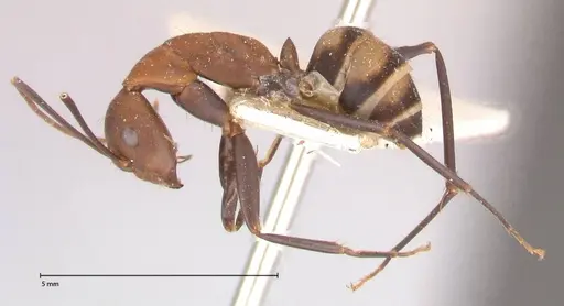 Camponotus habereri specimen FOCOL0559 image focol0559_3