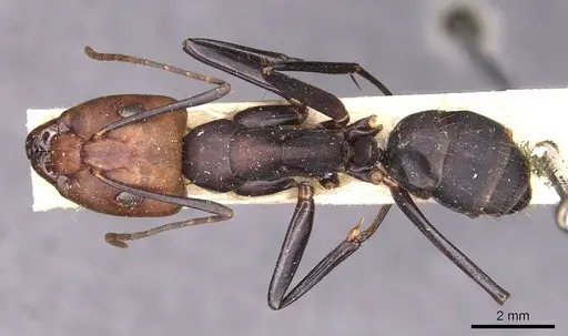 Camponotus haematocephalus specimen CASENT0905223 image casent0905223_1