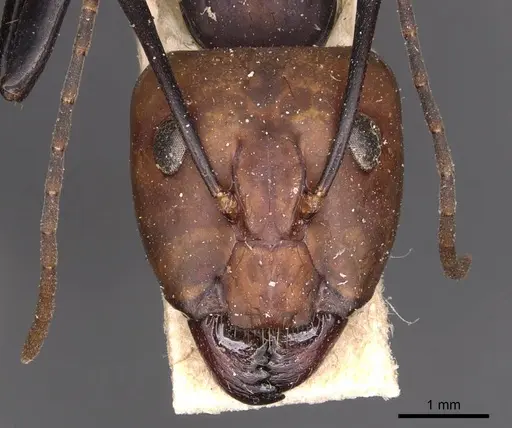 Camponotus haematocephalus specimen CASENT0905223 image casent0905223_2