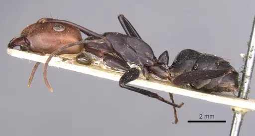 Camponotus haematocephalus specimen CASENT0905223 image casent0905223_3