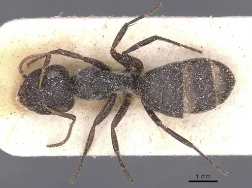 Camponotus haereticus specimen CASENT0911838 image casent0911838_1