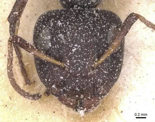 Camponotus haereticus specimen CASENT0911838 image casent0911838_2