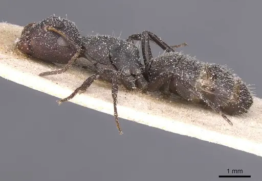 Camponotus haereticus specimen CASENT0911838 image casent0911838_3