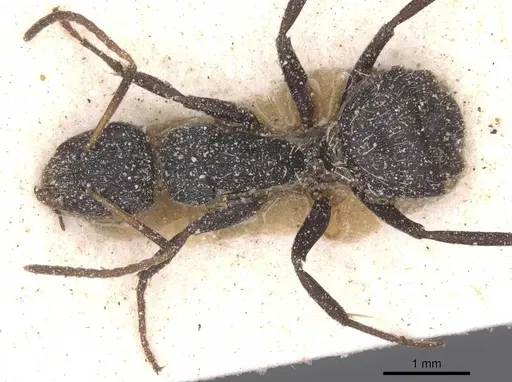 Camponotus haereticus specimen CASENT0911839 image casent0911839_1