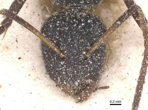 Camponotus haereticus specimen CASENT0911839 image casent0911839_2