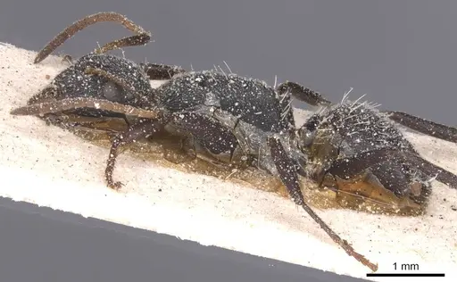 Camponotus haereticus specimen CASENT0911839 image casent0911839_3