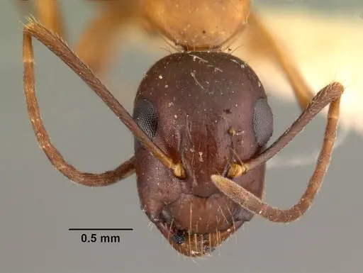 Camponotus hagensii specimen CASENT0101492 image casent0101492_2
