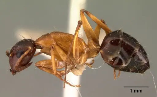 Camponotus hagensii specimen CASENT0101492 image casent0101492_3