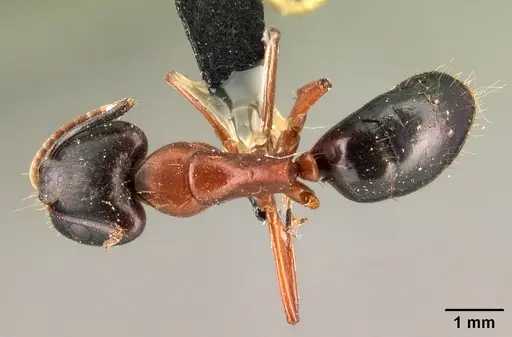 Camponotus hagensii specimen CASENT0101494 image casent0101494_1