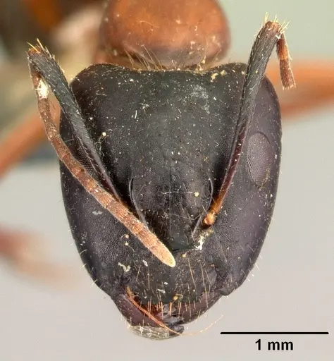 Camponotus hagensii specimen CASENT0101494 image casent0101494_2