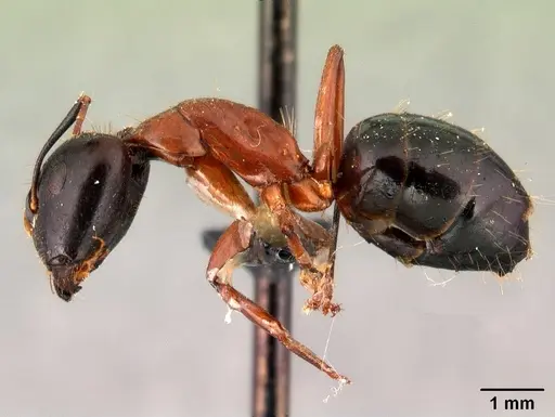 Camponotus hagensii specimen CASENT0101494 image casent0101494_3