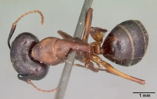 Camponotus hagensii specimen CASENT0104632 image casent0104632_1