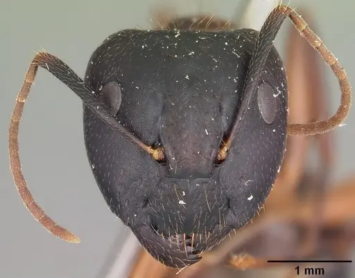 Camponotus hagensii specimen CASENT0104632 image casent0104632_2