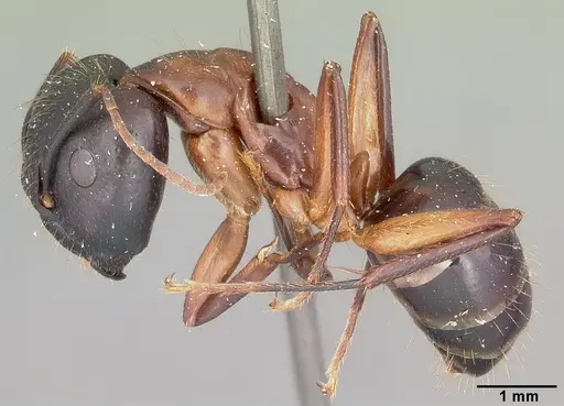 Camponotus hagensii specimen CASENT0104632 image casent0104632_3