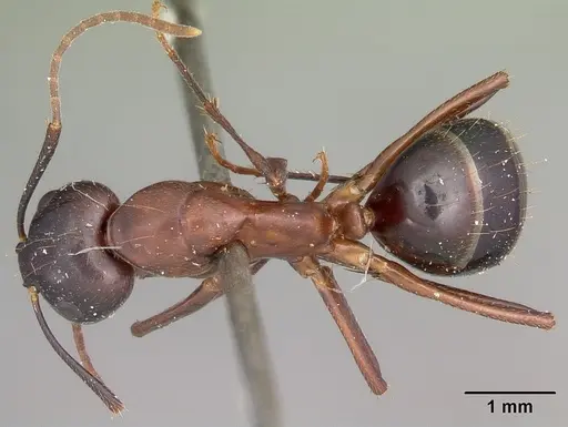 Camponotus hagensii specimen CASENT0104633 image casent0104633_1