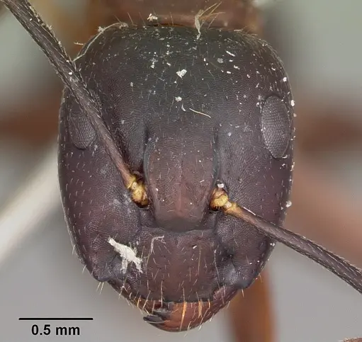 Camponotus hagensii specimen CASENT0104633 image casent0104633_2