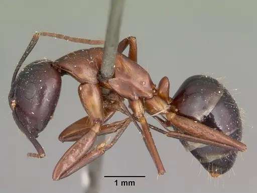 Camponotus hagensii specimen CASENT0104633 image casent0104633_3