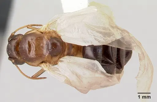 Camponotus hagensii specimen CASENT0191566 image casent0191566_1