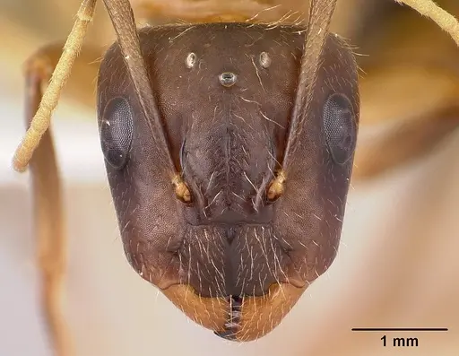 Camponotus hagensii specimen CASENT0191566 image casent0191566_2