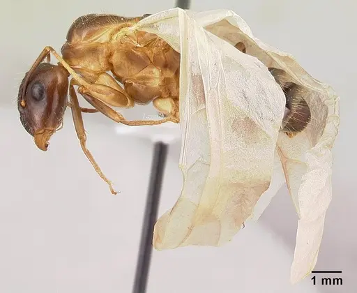 Camponotus hagensii specimen CASENT0191566 image casent0191566_3