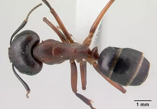 Camponotus hagensii specimen CASENT0191567 image casent0191567_1
