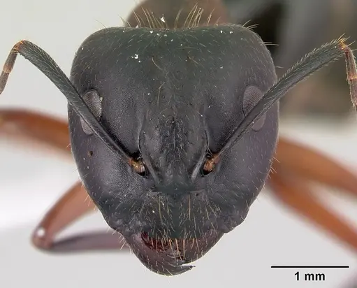Camponotus hagensii specimen CASENT0191567 image casent0191567_2