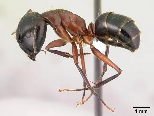 Camponotus hagensii specimen CASENT0191567 image casent0191567_3