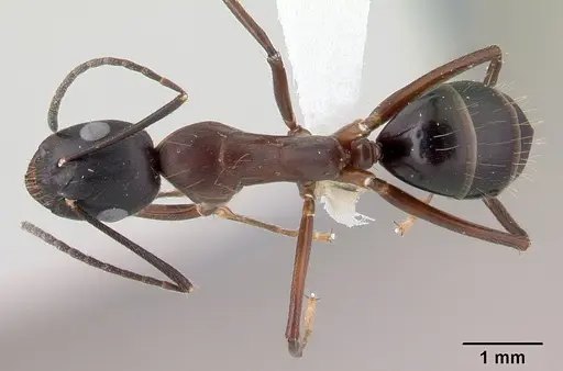 Camponotus hagensii specimen CASENT0191568 image casent0191568_1