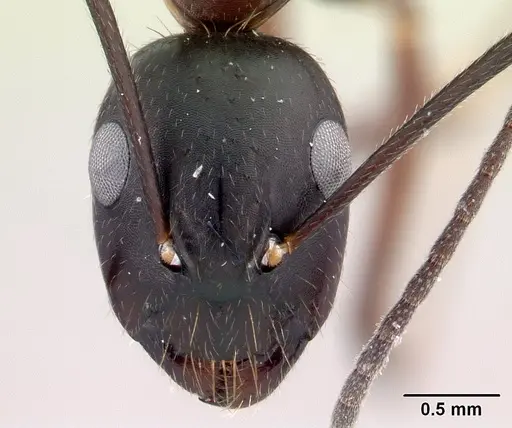 Camponotus hagensii specimen CASENT0191568 image casent0191568_2