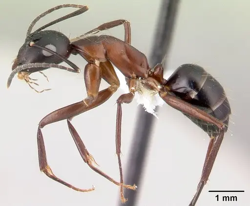 Camponotus hagensii specimen CASENT0191568 image casent0191568_3