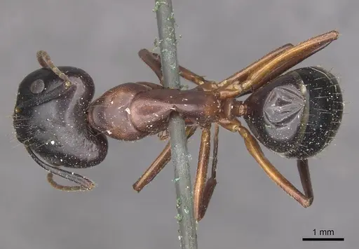 Camponotus hagensii specimen CASENT0910111 image casent0910111_1