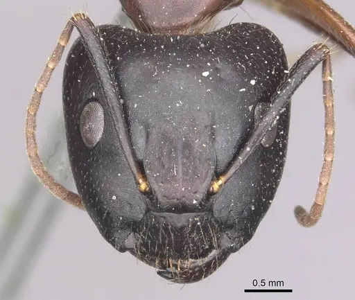Camponotus hagensii specimen CASENT0910111 image casent0910111_2