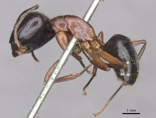 Camponotus hagensii specimen CASENT0910111 image casent0910111_3