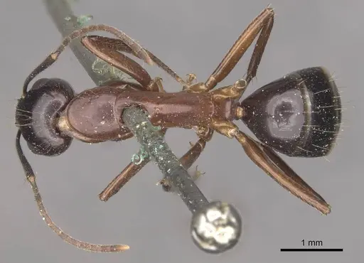 Camponotus hagensii specimen CASENT0910112 image casent0910112_1