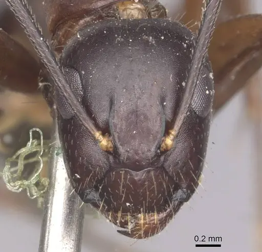 Camponotus hagensii specimen CASENT0910112 image casent0910112_2