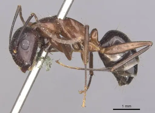 Camponotus hagensii specimen CASENT0910112 image casent0910112_3