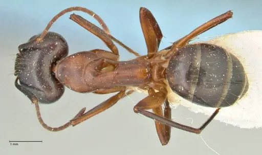 Camponotus hagensii specimen FOCOL2422 image focol2422_1