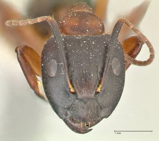 Camponotus hagensii specimen FOCOL2422 image focol2422_2