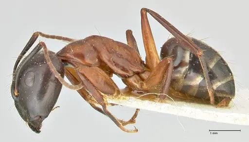 Camponotus hagensii specimen FOCOL2422 image focol2422_3